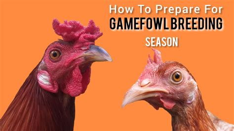 10 idea for Gamefowl BREEDING @mel.